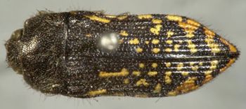 Media type: image;   Entomology 8026 Aspect: habitus dorsal view